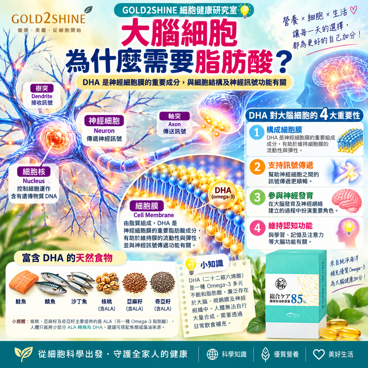 DHA與大腦細胞健康知識分享